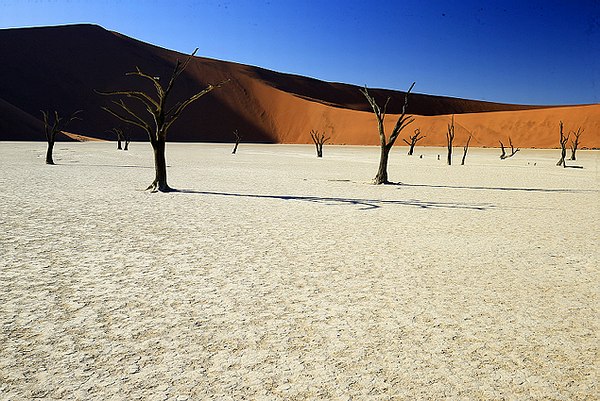 Arbres et désert - Circuit en Namibie