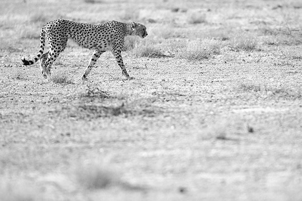 Grands Espaces - Namibie