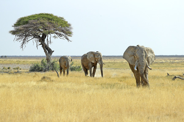 Grands Espaces - Namibie