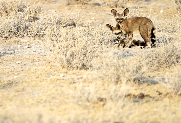 Grands Espaces - Namibie