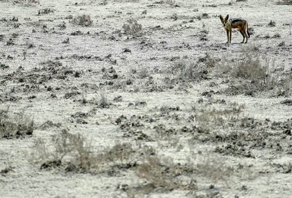 Grands Espaces - Namibie