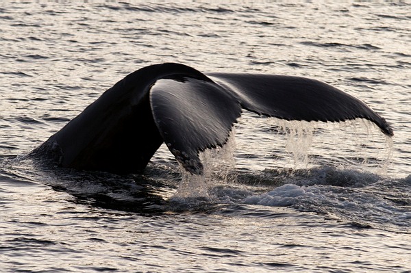 Baleines à bosse - Croisière en Laponie Norvégienne