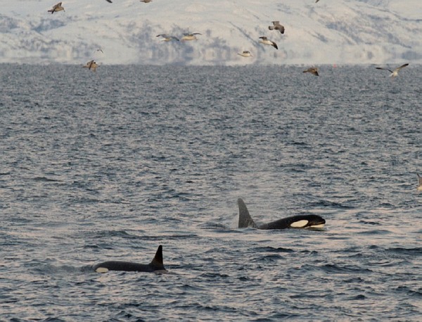 Orques - Croisière en Laponie Norvégienne