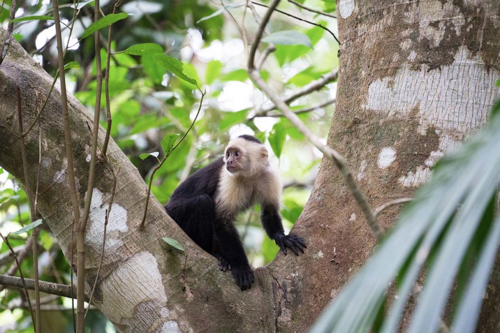 Observation des singes capucin au Costa Rica