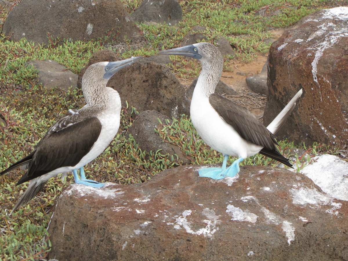 Grands Espaces - Galapagos