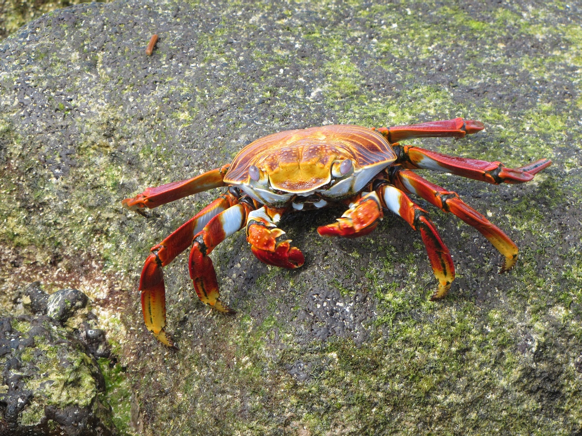 Grands Espaces - Galapagos
