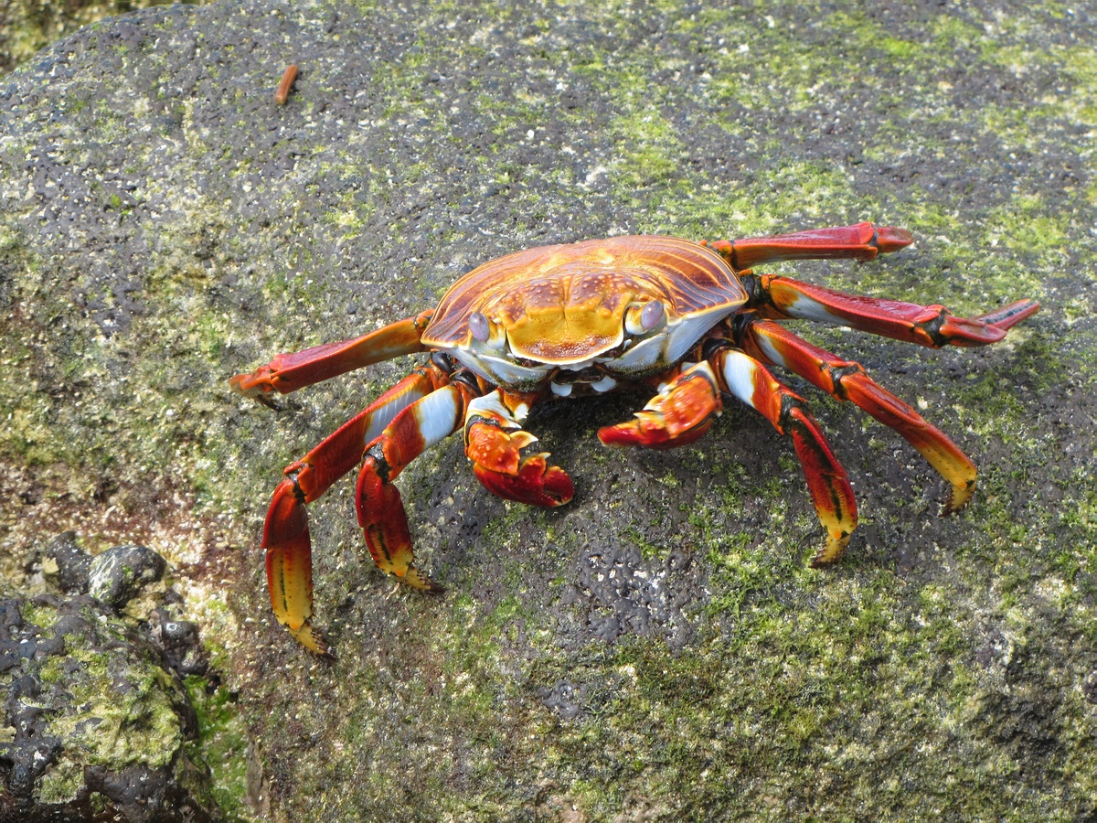 Grands Espaces - Galapagos