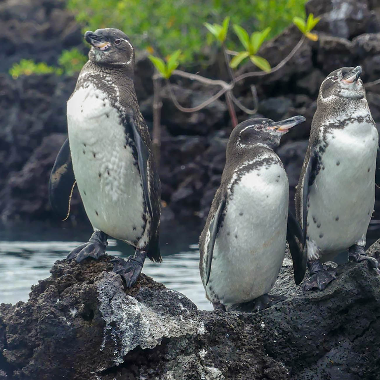 Grands Espaces - Manchots des Galapagos