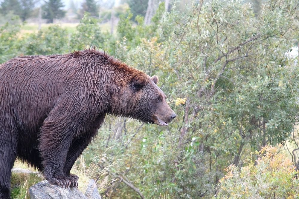 Grands Espaces - Alaska