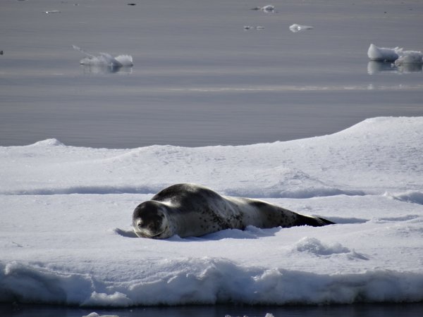 Grands Espaces - Antarctique