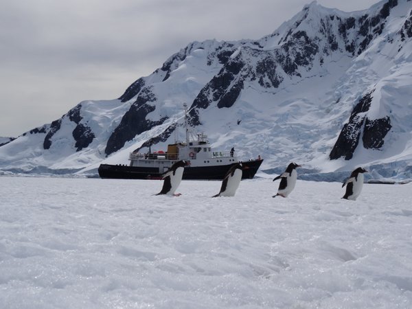 Manchot - Croisière péninsule Antarctique