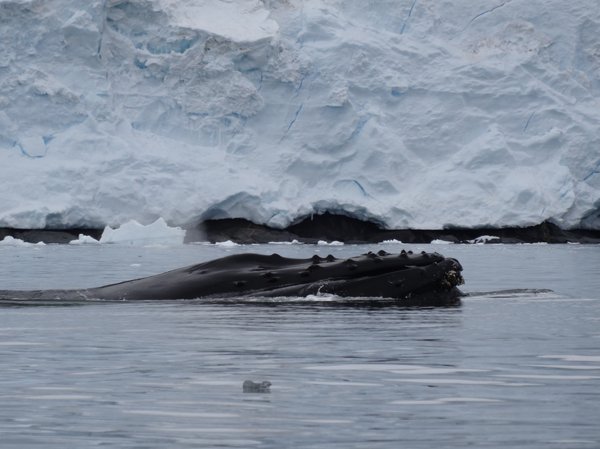 Baleine - Croisière péninsule Antarctique