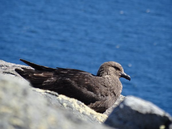 Grands Espaces - Antarctique