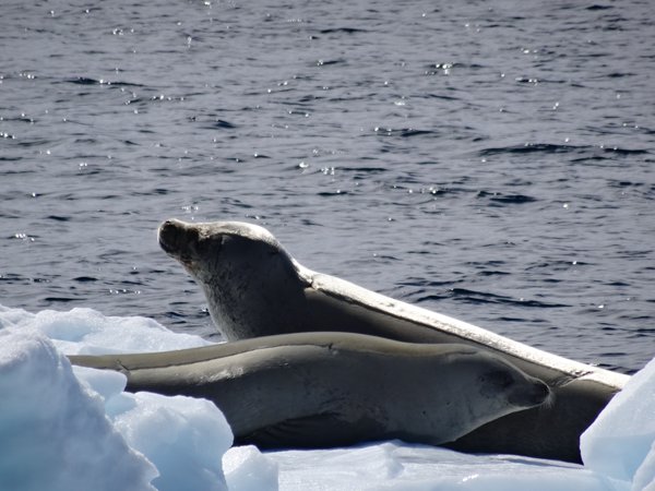Phoque - Croisière péninsule Antarctique