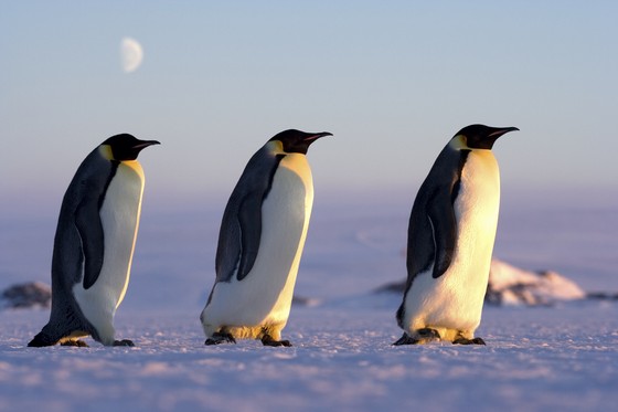 antarctique manchots empereur samuelblanc