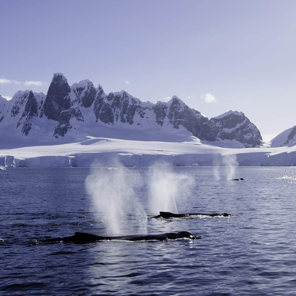 Observation de baleine Antarctique