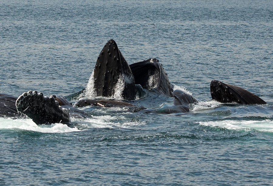 Baleine Alaska