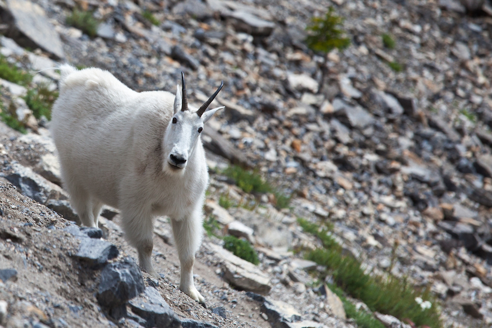 Chevre Montagne