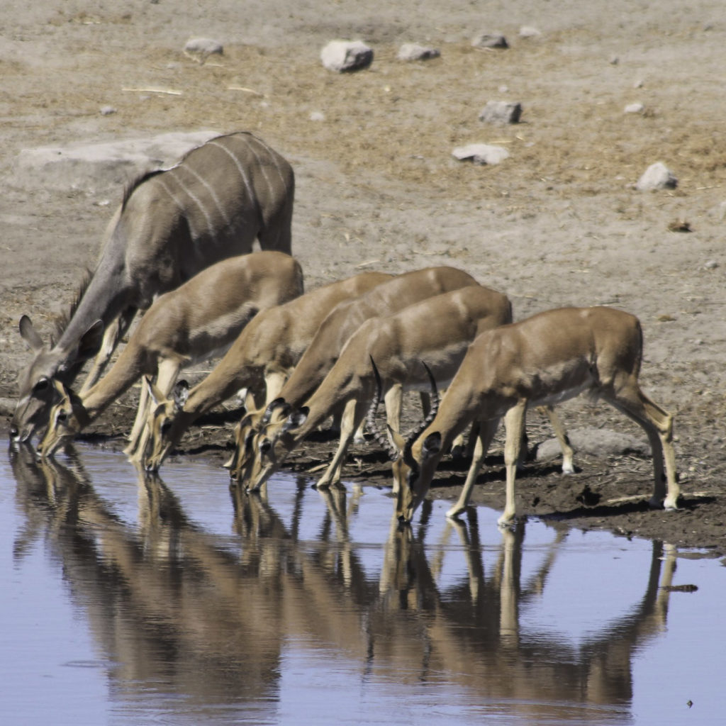 Grands Espaces - Namibie