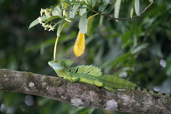 Grands Espaces - Costa Rica