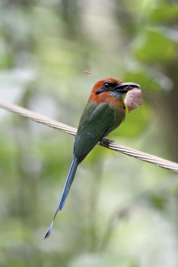 Grands Espaces - Costa Rica