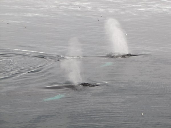 Baleines à bosse - Croisière Spitzberg