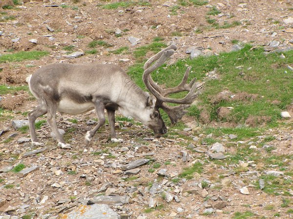 Rennes - Ossian Sars Fjellet - Croisière Spitzberg