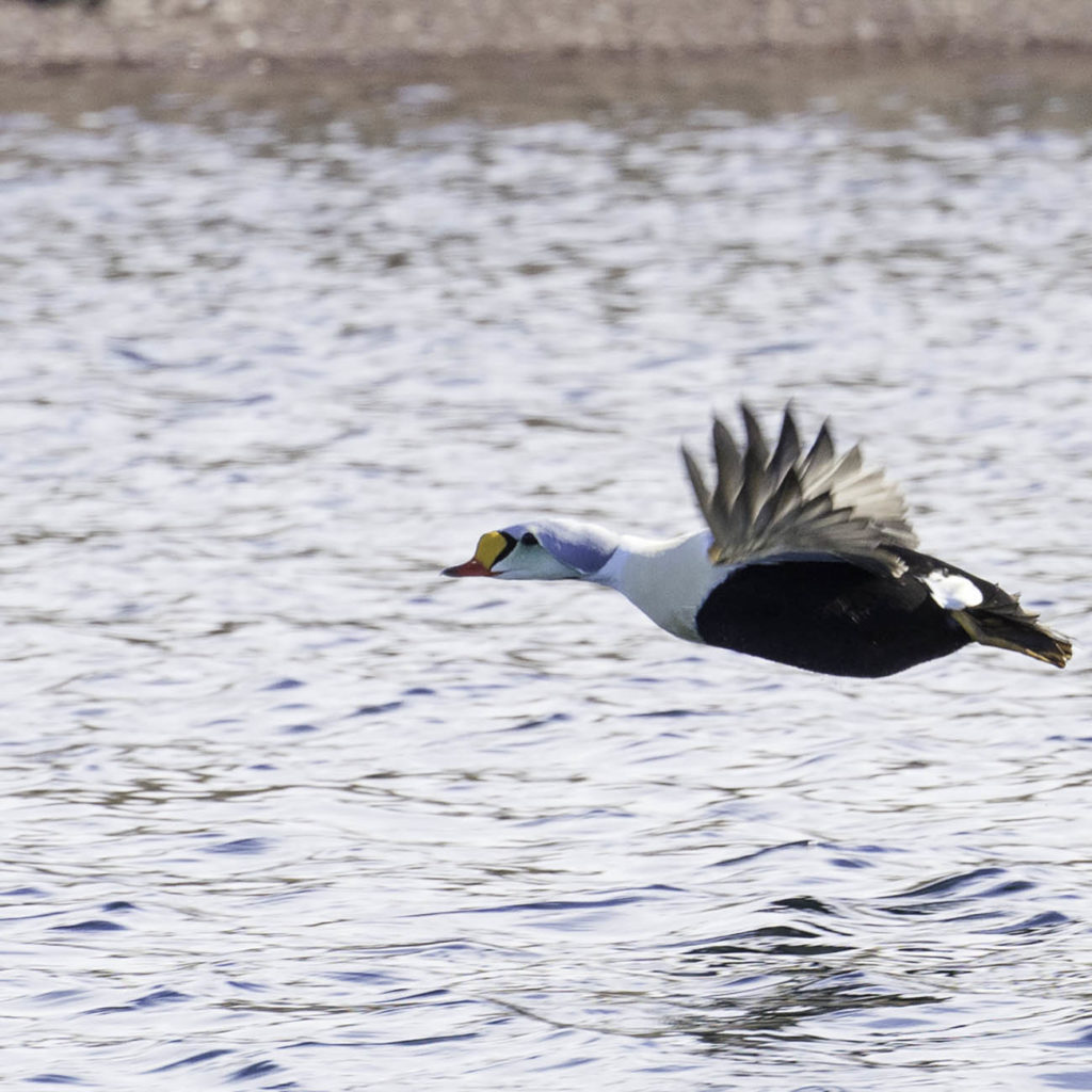 Eider à tête gris