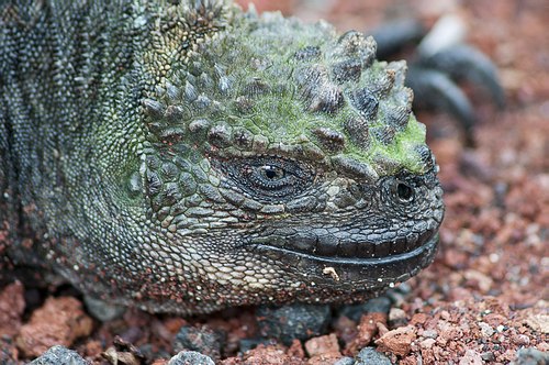 Grands Espaces - Galapagos