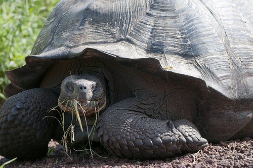 Grands Espaces - Galapagos