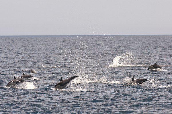 Grands Espaces - Galapagos