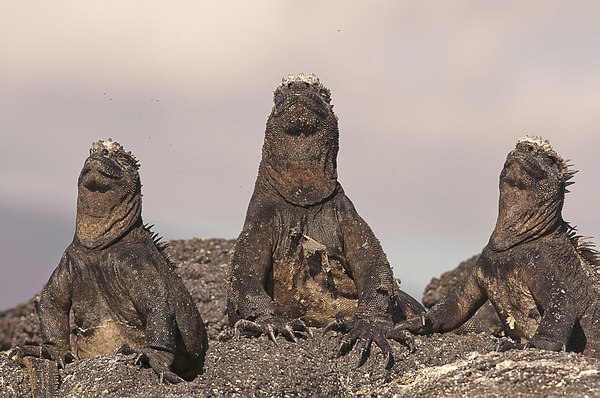 Grands Espaces - Galapagos