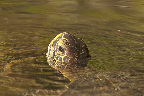 Grands Espaces - Galapagos