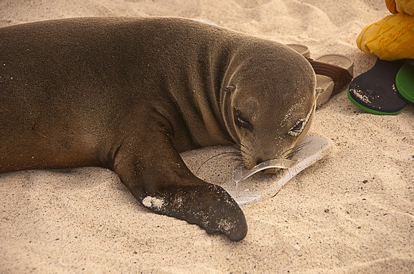 Grands Espaces - Galapagos