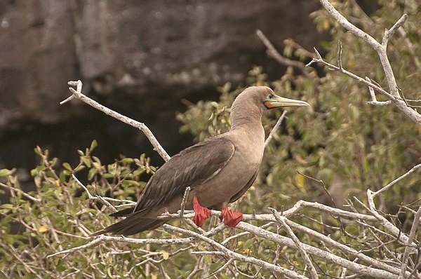 Grands Espaces - Galapagos