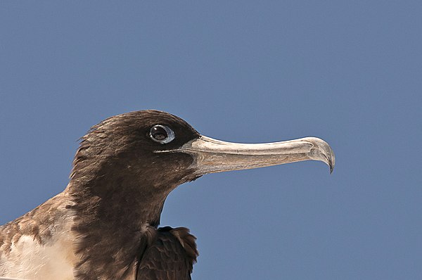 Grands Espaces - Galapagos