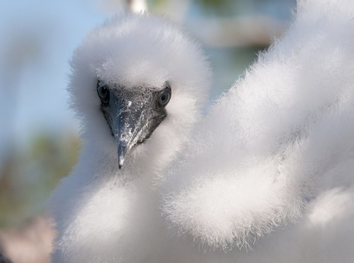 Grands Espaces - Galapagos