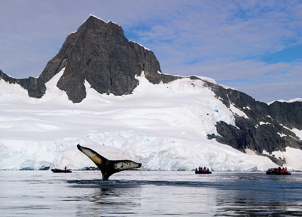 Grands Espaces - Baleine