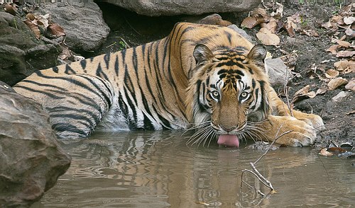 Circuit tigre bengale - Inde