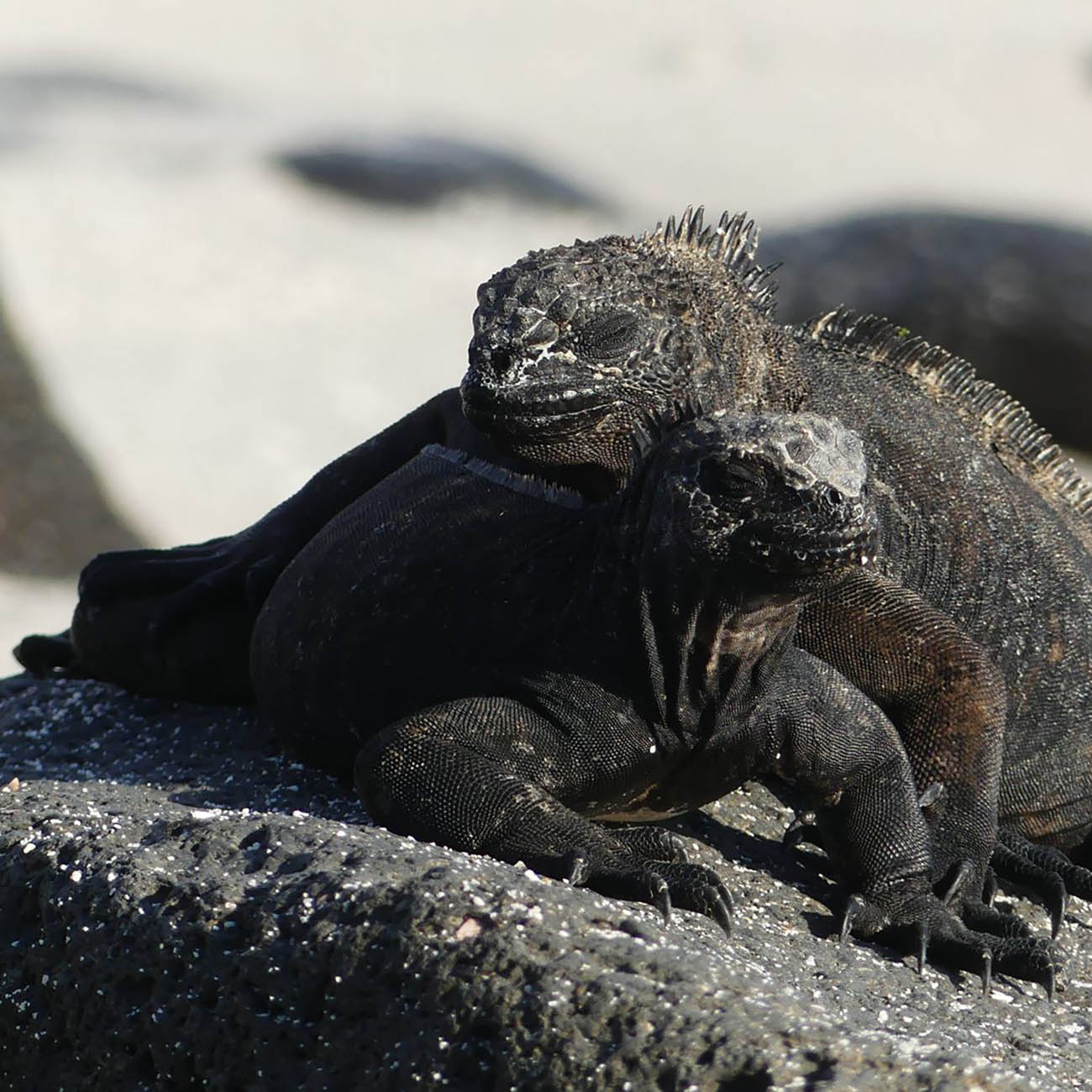 Grands Espaces - Galapagos