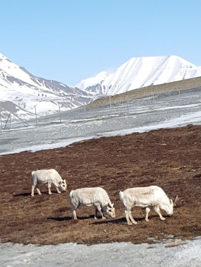 Rencontre avec des Rennes du Svalbard lors de la préparation d'une croisière Spitzberg par Grands Espaces