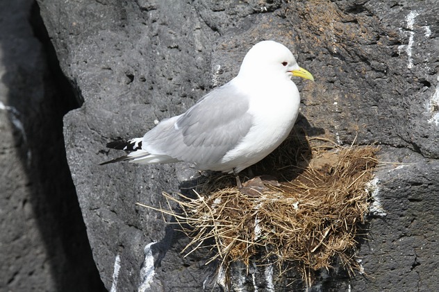 Mouette tridactyle - Croisière Islande