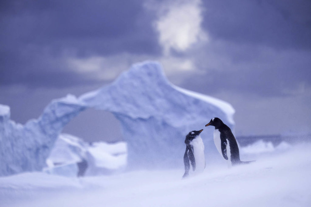 Croisière Antarctique