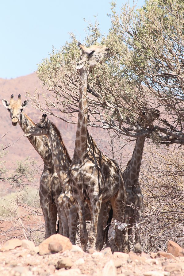 Grands Espaces - Namibie