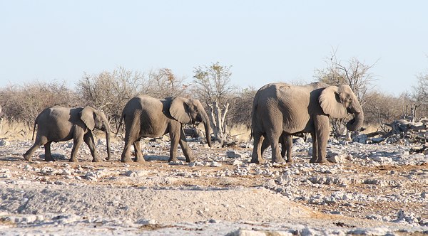 Grands Espaces - Namibie