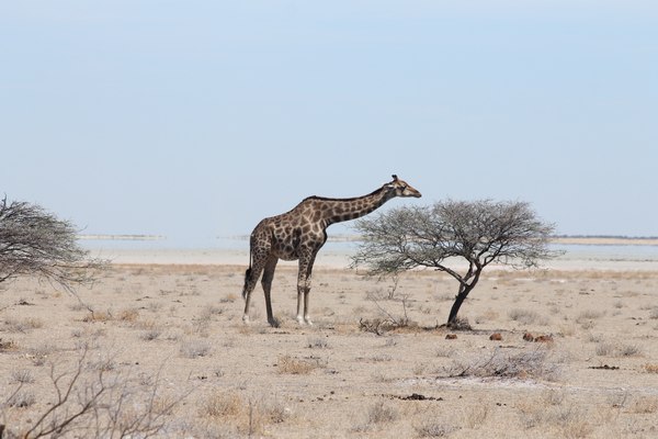 Grands Espaces - Namibie