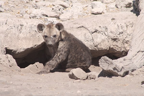 Grands Espaces - Namibie