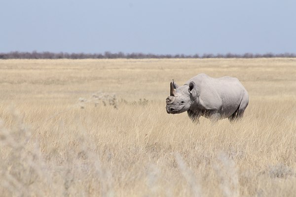 Grands Espaces - Namibie