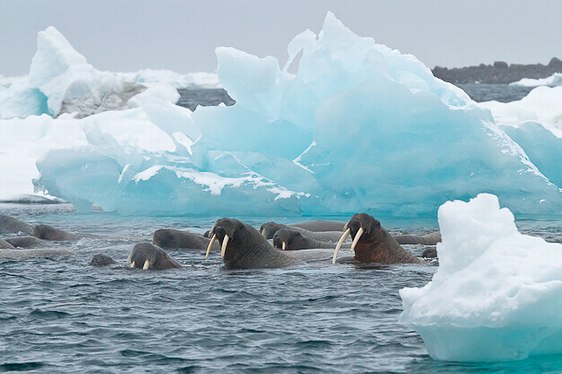 Croisière expédition Dans les glaces du Spitzberg