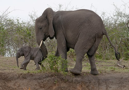 Grands Espaces - Ouganda